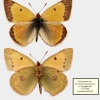 colias chrysotheme tabl1